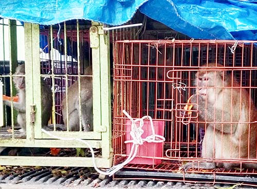 BBKSDASU Releases the Second Group of Macaques  in Barumun Wildlife Reserve (October 31, 2024)